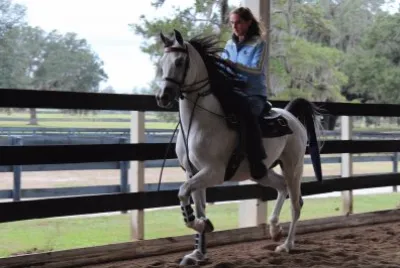 King of Diamonds HHF  "Dillon "  Arabian Gelding