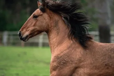 Spanish Mustang Cimarron - Ani Trone