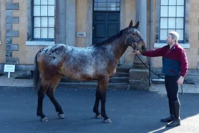 Orion a 17 hands blanket Appaloosa - Anne Nicholl
