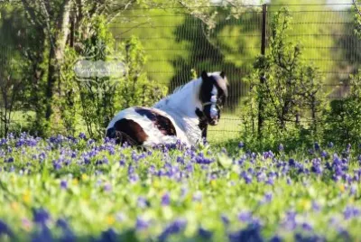Shetland Pony mare, Cabaret - Olivia Friesen