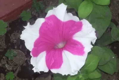 Petunia