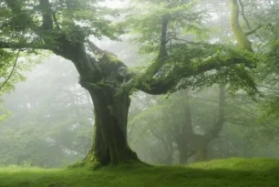 arbre