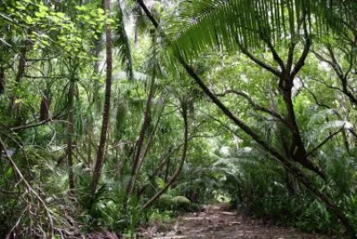 forÃªt 1