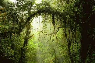 forÃªt 2