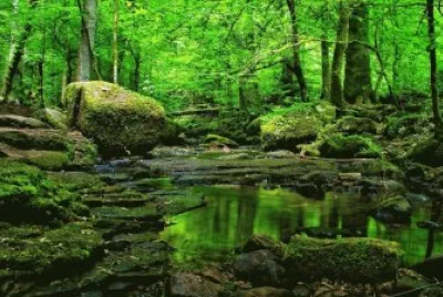 forÃªt 3