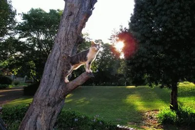 observador jigsaw puzzle