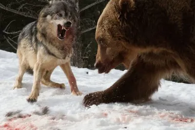 Lobo VS Oso, MontaÃ±as Rocosas, Montana, (foto Cate