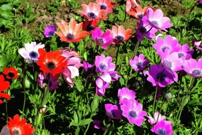 Lovely Spring Anemones