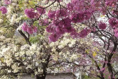 En Santiago del Estero. Argentina