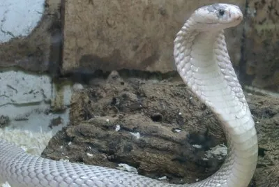 Cobra