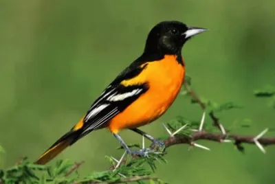 Turpial - Venezuela