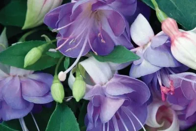 Lovely Purple Fuchsias