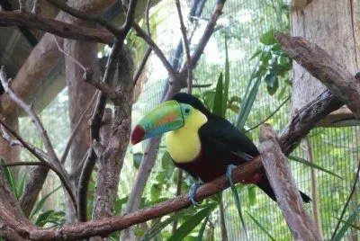 tucÃ¡n jigsaw puzzle