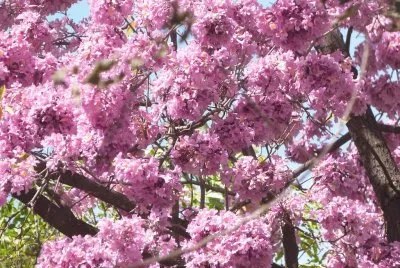 lapacho chaqueÃ±o jigsaw puzzle