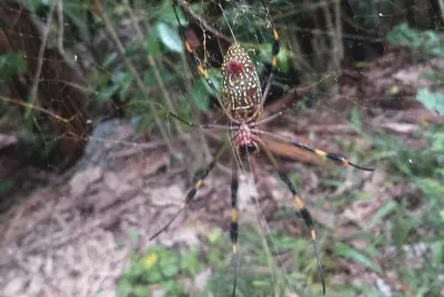 ARAÃ‘A