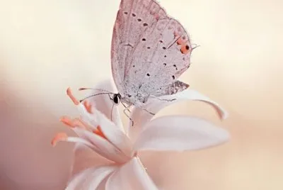FLOR-MARIPOSA