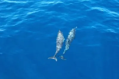 Dolphins in the water, Santa Catalina jigsaw puzzle