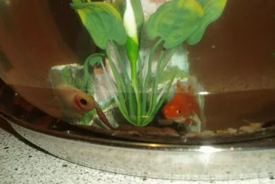 Goldfish bowl jigsaw puzzle
