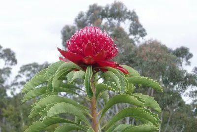 Waratah, Australia