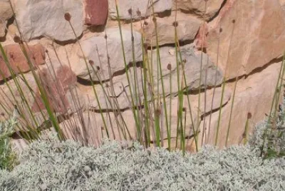 Grasses and wall, Australia jigsaw puzzle