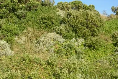 Coastal bushes, Great Ocean Road, Australia jigsaw puzzle