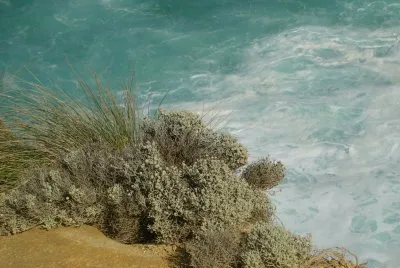 Coastal grasses against water, Australia jigsaw puzzle