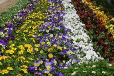 Rows of blue and yellow flowers