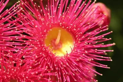 Red and yellow flowers on bush, Australia