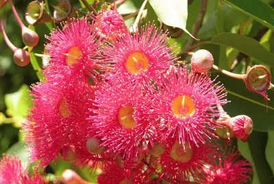 Red and yellow flowers on bush 2, Australia