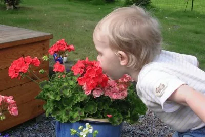 Toddler sniffing the flowers, Sweden