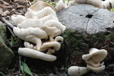 Tree mushrooms jigsaw puzzle