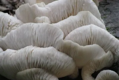 Tree mushrooms close-up, Australia jigsaw puzzle