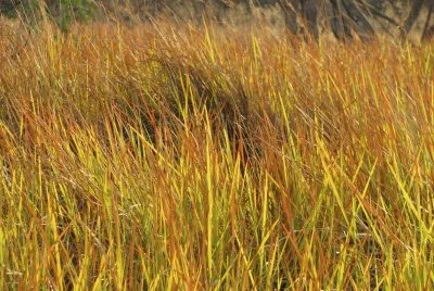 Elephant grass, Botwsana jigsaw puzzle