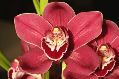 Dark orchid, Australia