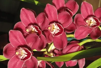 Dark orchids, Australia