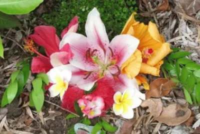 Flowers for the fairies, Australia