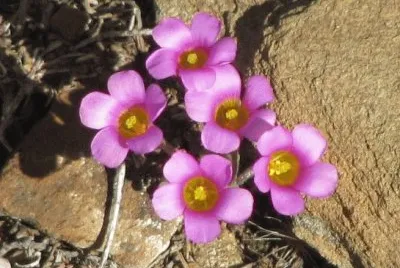 Pink flowers in the rock close-up, South Africa