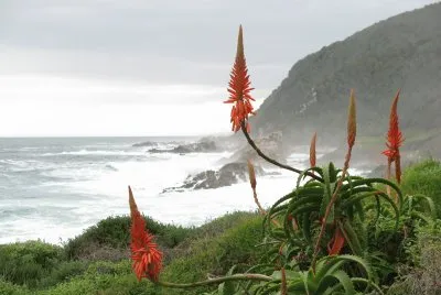 Orange pointy flowers by the sea, South Africa jigsaw puzzle