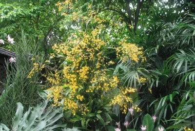 Yellow bush, Singapore