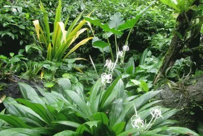 Wispy white flowers among green, Singapore