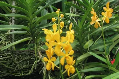 Yellow orchids, Singapore