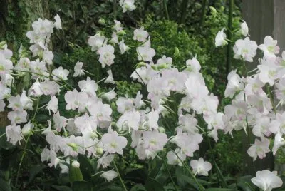 White flowers, Singapore