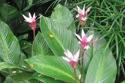 White and maroon lilies, Singapore