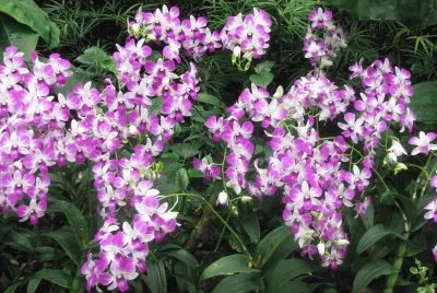 Purple and white orchid shower, Singapore