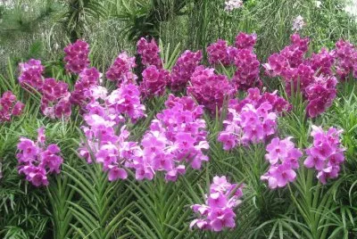 Purple orchid thicket, Singapore