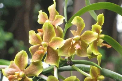 Orange-yellow orchid, Singapore