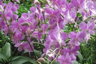 Lilac orchids, Singapore