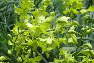 Pale green orchids, Singapore