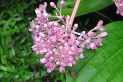 Pale pink blossoms, Singapore