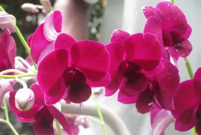 Burgundy orchids, Singapore